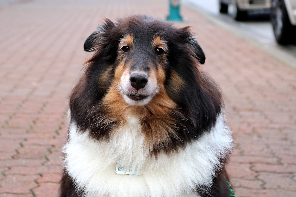 Cameron the Shetland sheepdog was banned from Langley’s Uplands Dog Park for ‘excessive’ barking on Nov. 22. Miranda Fatur Langley Times