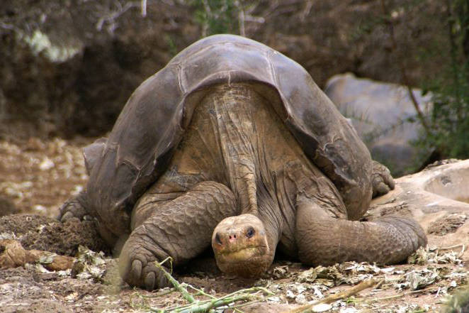 Lonesome George was the famed last representative of a giant tortoise species once found on the Galapagos island of Pinta. Image credit: Mark Putney
