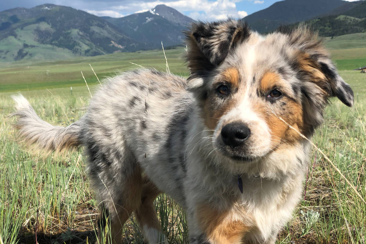 Shasta, a 10-month-old Australian shepherd, was killed by a Conibear trap last month near Winlaw. Her owners want the law regulating where traps can be placed changed. Photo submitted