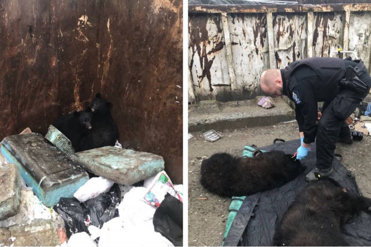 Two bear cubs near Sooke had more of an adventure than they’d planned when they found themselves trapped in a dumpster. (BC Conservation Service)
