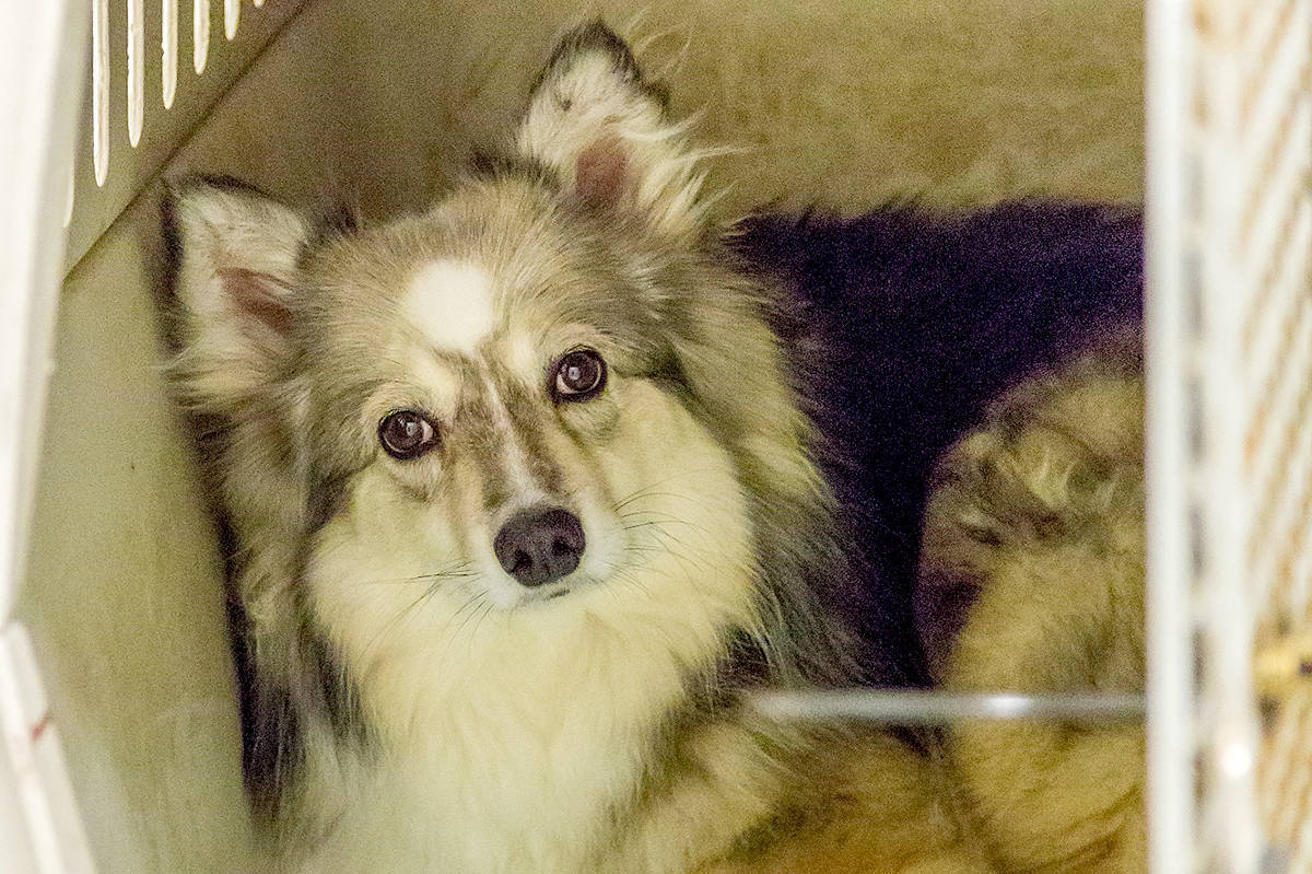 A total of 46 dogs, consisting of American Eskimo, Husky, Border Collie and Samoyed-cross breeds, are receiving veterinary care in Kelowna, Penticton and Quesnel after being seized from a property near Williams Lake