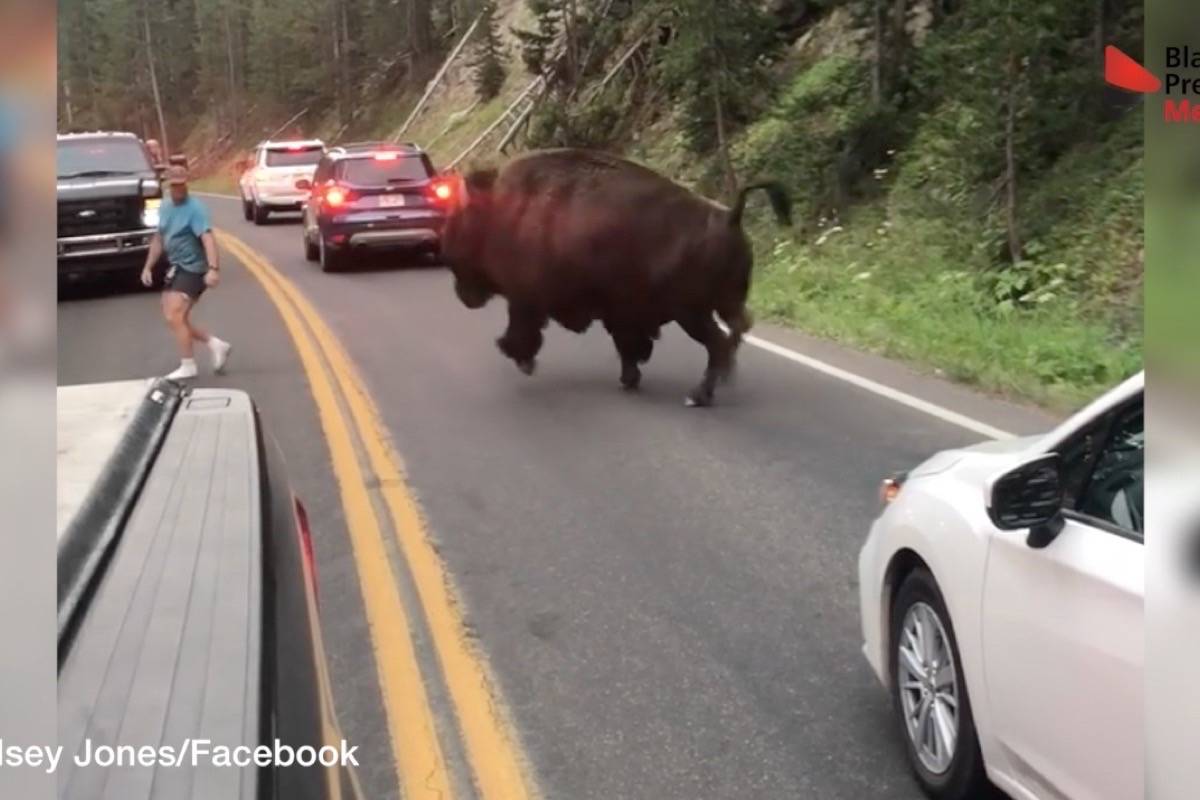 Wild animals, crazy stunts: Here’s what went viral in B.C. for 2018
