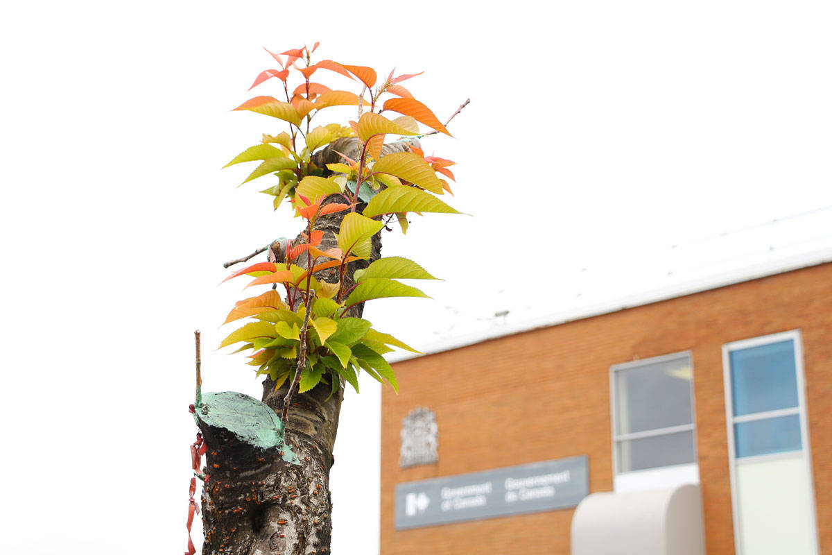 Four of the cherry trees in Prince Rupert received grafts in April and have a high chance of survival after being carved up in March. (Shannon Lough / The Northern View)