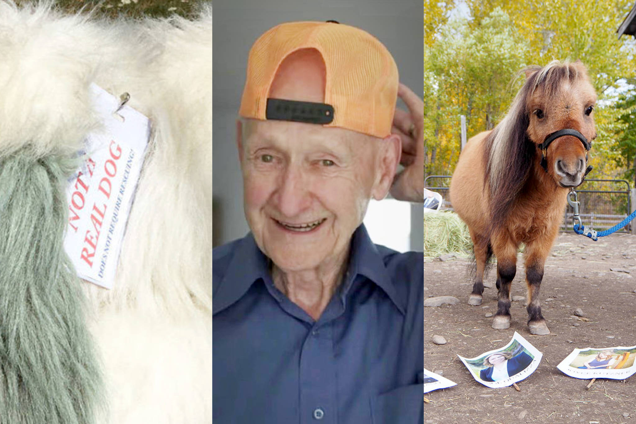 Wacky stories from across B.C. you might have missed in 2018