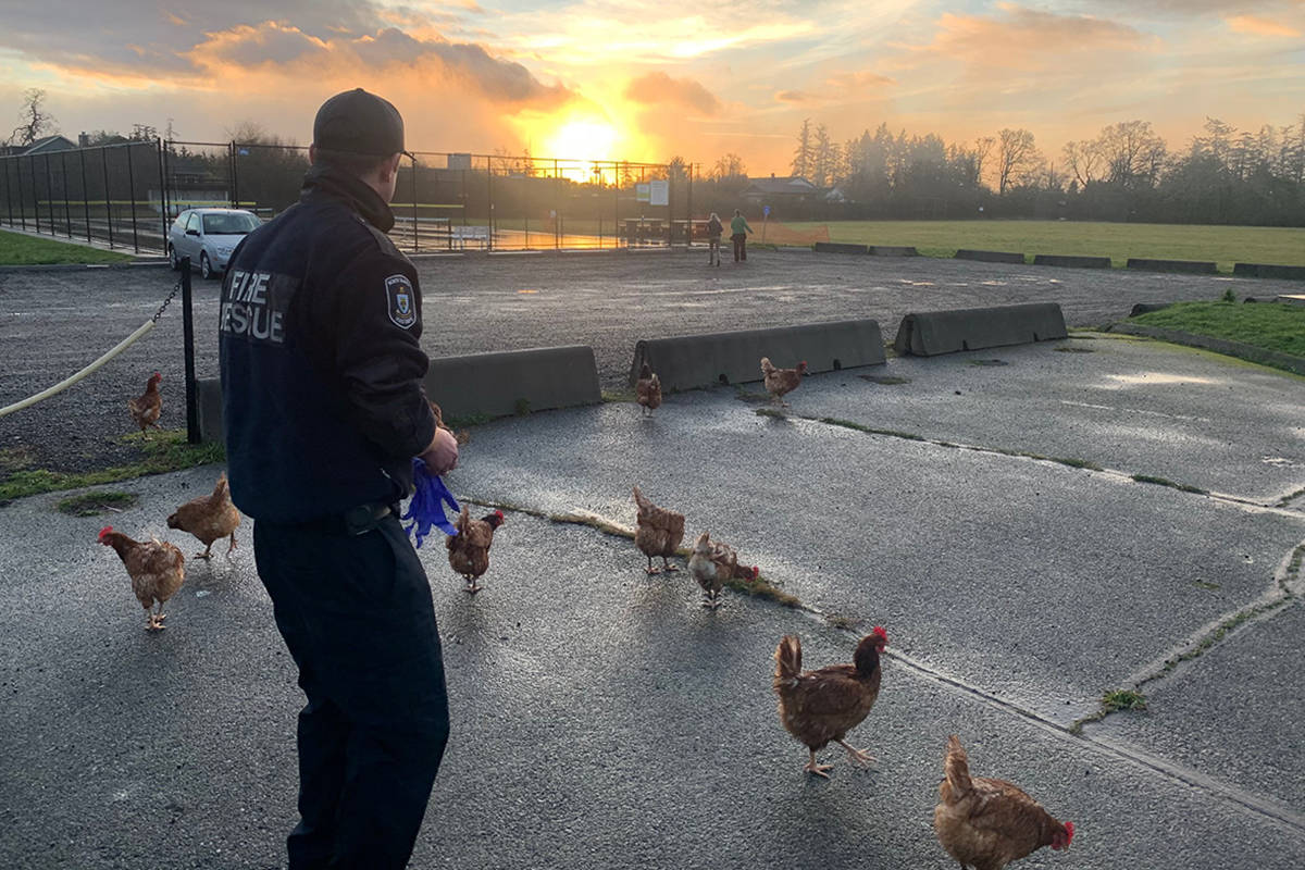 Kurt Barner of the North Saanich Fire Department attempts to corral some unruly chickens in Wain Park. (Contributed/North Saanich Fire Department)