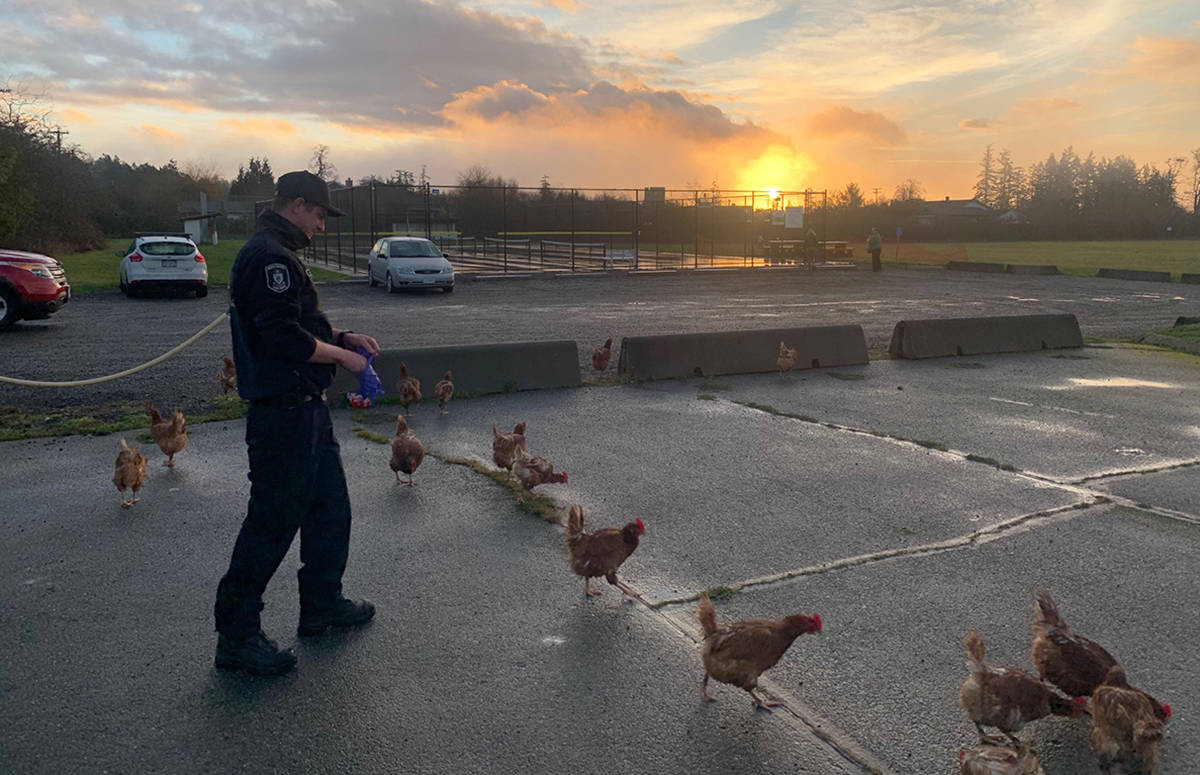 Kurt Barner of the North Saanich Fire Department attempts to corral some unruly chickens in Wain Park, Thursday, Jan. 11. More than 100 birds were found across the Peninsula, believed to have been dumped illegally. (Contributed/North Saanich Fire Department)