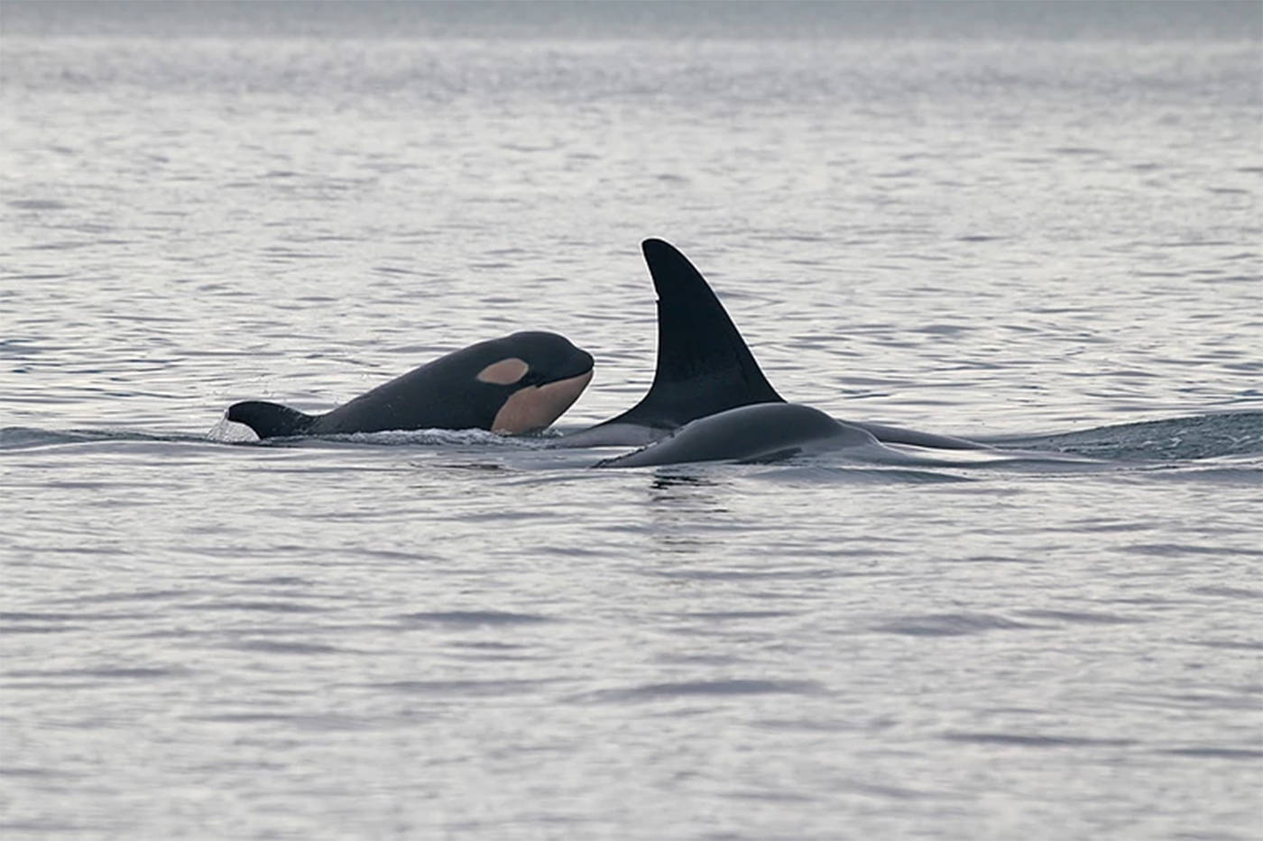 The latest addition – a calf named L124– is the second successful birth for 32-year-old mom, L77 Matia, who appears in good health. (Photo Melissa Pinnow/Centre of Whale Research)