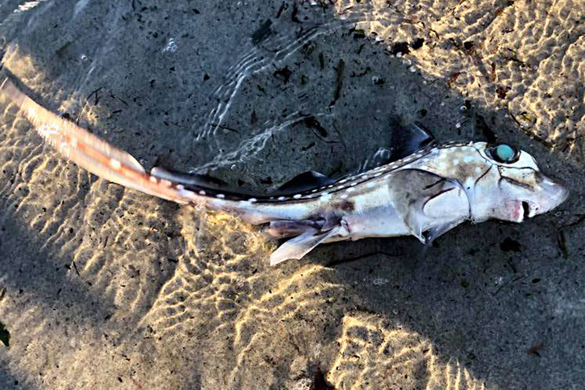 Vancouver Island resident Rachel Bell snapped photos of this odd-looking fish – identified as a spotted ratfish – before pushing it into deeper water on Jan. 14 at Saratoga Beach, near Campbell River.