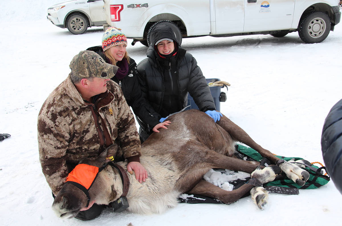Three caribou were captured from the South Selkirk and Purcell herds and transported north of Revelstoke to be held in maternity pens. The B.C. government says this was necessary to increase their chances of surviving. (Photo by B.C.’s Ministry of Forests, Lands, Natural Resource Operations and Rural Development)