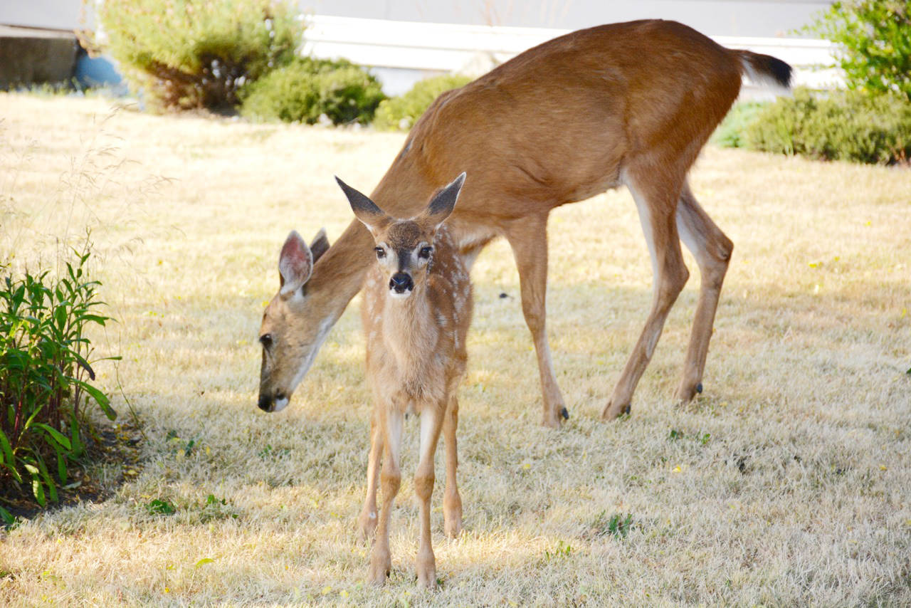VIDEO: Deer arrives at B.C. home, eats plants, and leaves
