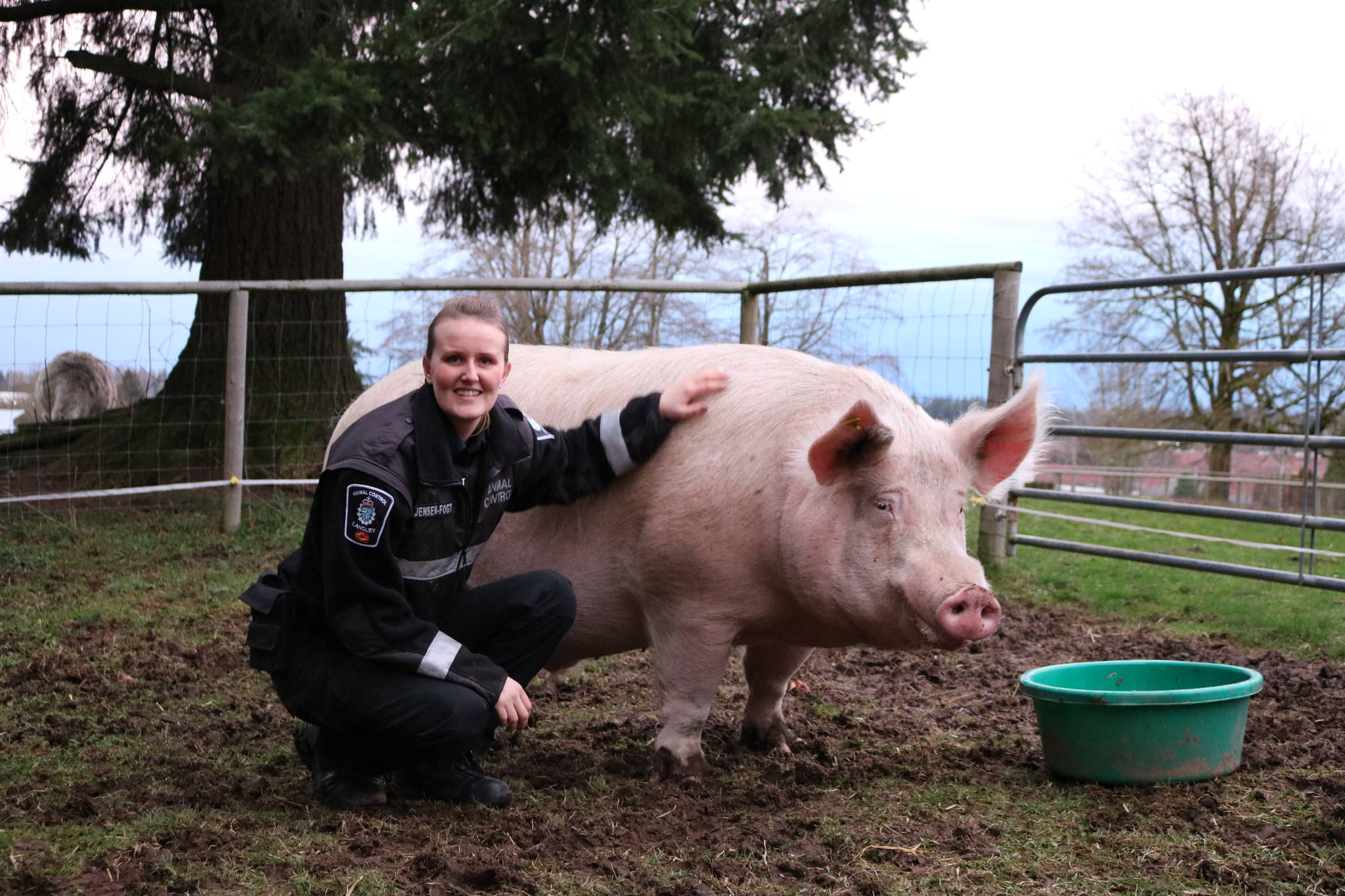 Tina Jensen Fogt has been caring for Theo on her mother’s property since last summer. Miranda Fatur Black Press Media