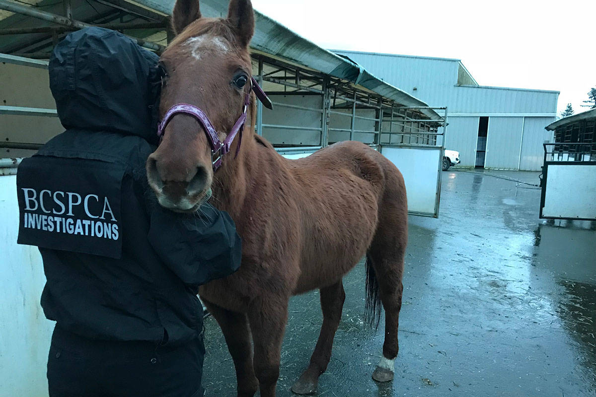 27 horses were seized from a property in Langley last month. Courtesy BC SPCA.