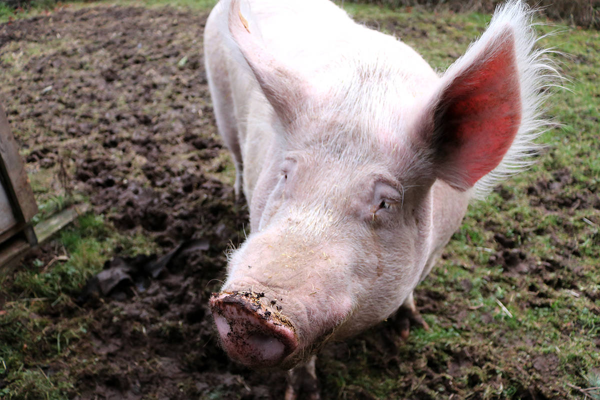 Theo the pig has found his forever home. (Black Press file)