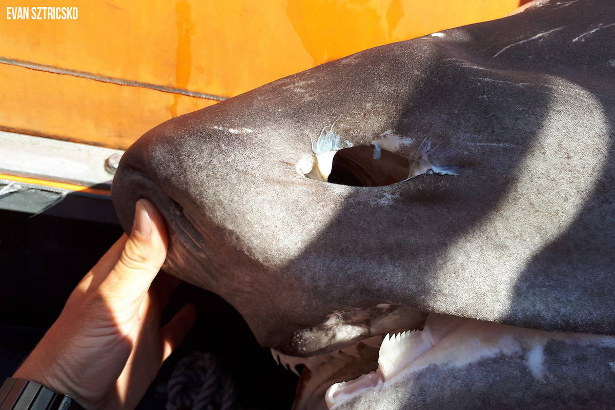 North Saanich mystery shark identified, UVic lab seeks to do necropsy