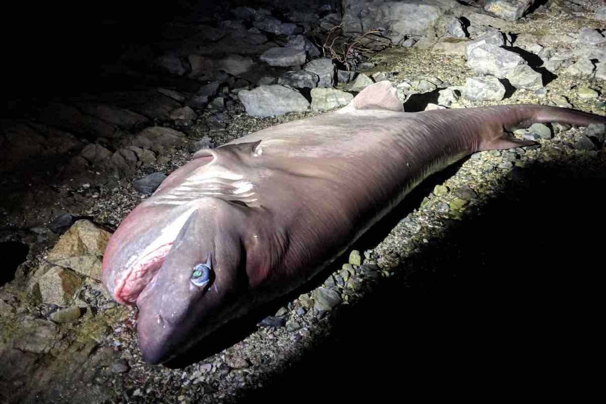 The carcass of what is believed to be a Hexanchus griseus or Bluntnose sixgill shark. (Sarah Timmer)
