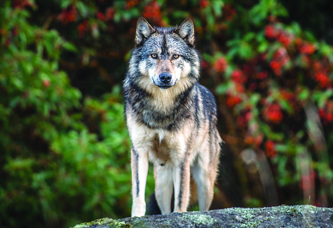 The B.C. Conservation Officer Service is urging caution in Port Edward after a resident’s dog was killed in a wolf attack on Feb. 6. (Black Press Media Photo)