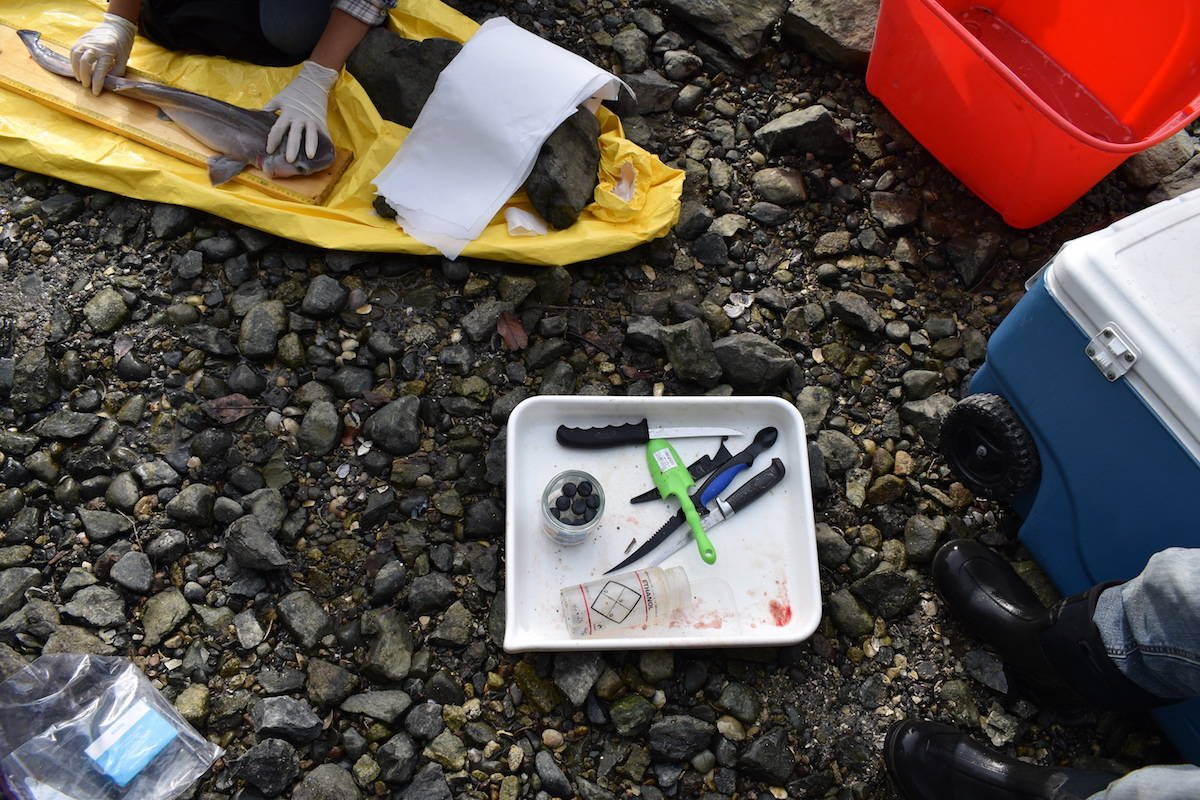 70 pups found inside dead shark washed ashore on Vancouver Island