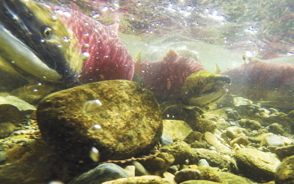 Sockeye Salmon swim in the Adams River towards their spawning grounds in Roderick Haig-Brown Provincial Park on Sunday, Oct. 12. (File photo)