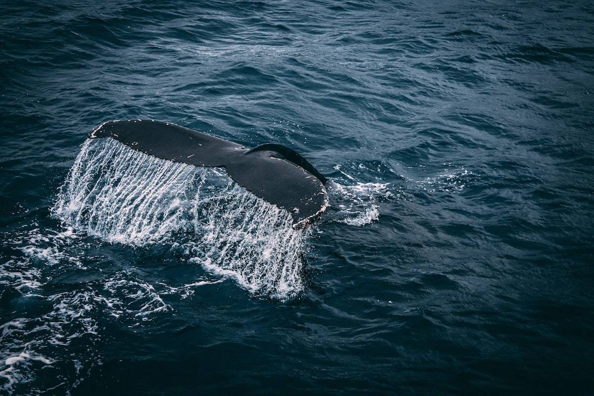 A whale’s tail breaches the water before disappearing under the surface. BC Ferries have launched a tutorial in conjunction with the Vancouver Fraser Port Authority. (Pexels)