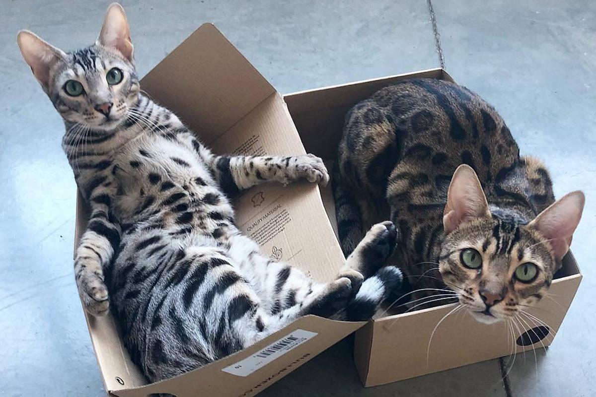 Black Press readers share photos of their favourite critters on #LoveYourPetDay