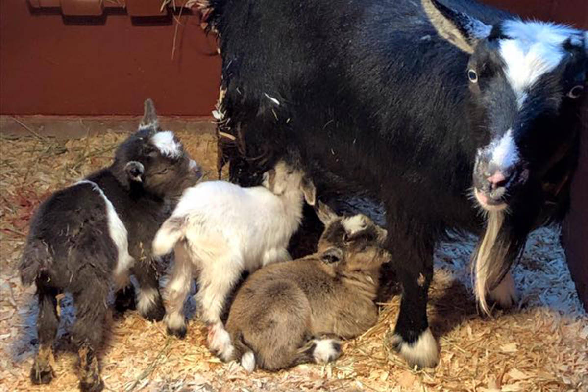 Beacon Hill Children’s Farm asks for help in naming its newest additions. (Beacon Hill Children’s Farm Facebook)