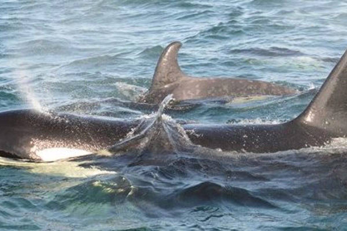 You can vote on four choices for the calf’s name: Spout, Storm, Sointula and Sutil. (Ocean Wise Marine Mammal Research Program/Facebook)