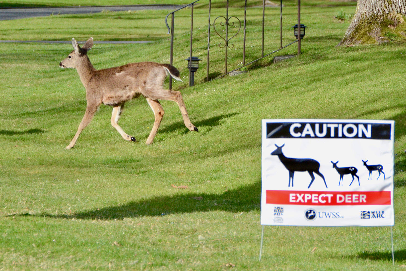 The Urban Wildlife Stewardship Society and the Township of Esquimalt remind residents to be extra cautious as they drive, cycle and explore during fawning season. (File Photo)