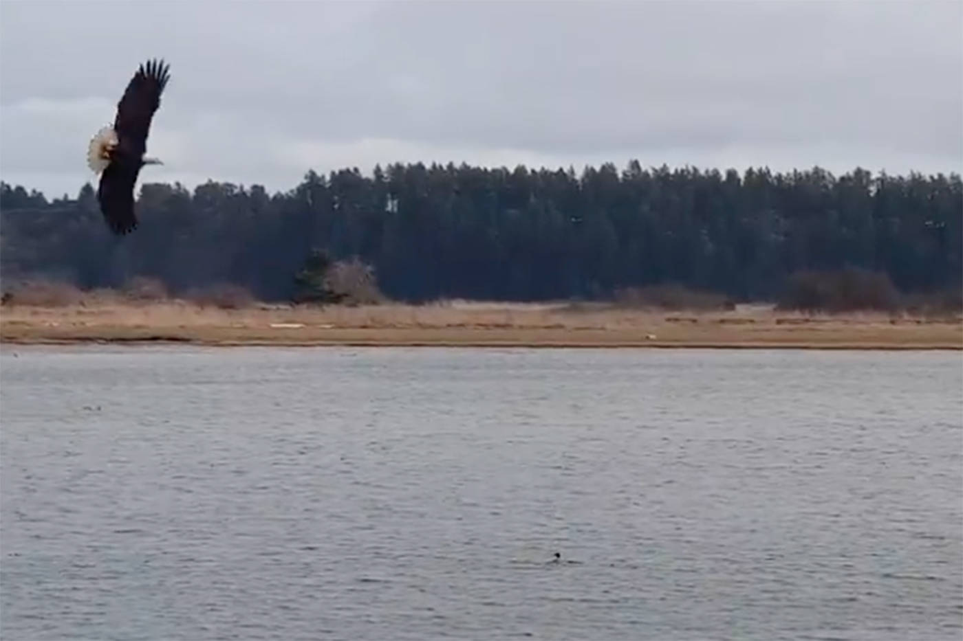 Jon Rabeneck captured an eagle hunting a duck on the Tsawout First Nation Saturday morning. (Screenshot Jon Rabeneck)
