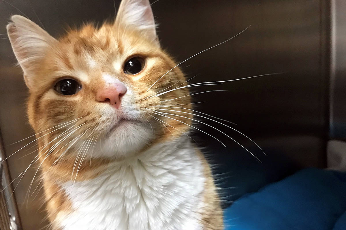 Tucker, a one-year-old orange tabby, recently received life-saving surgery after his left rear leg was stepped on and shattered by a horse. Photo courtesy of the Comox Valley & District SPCA
