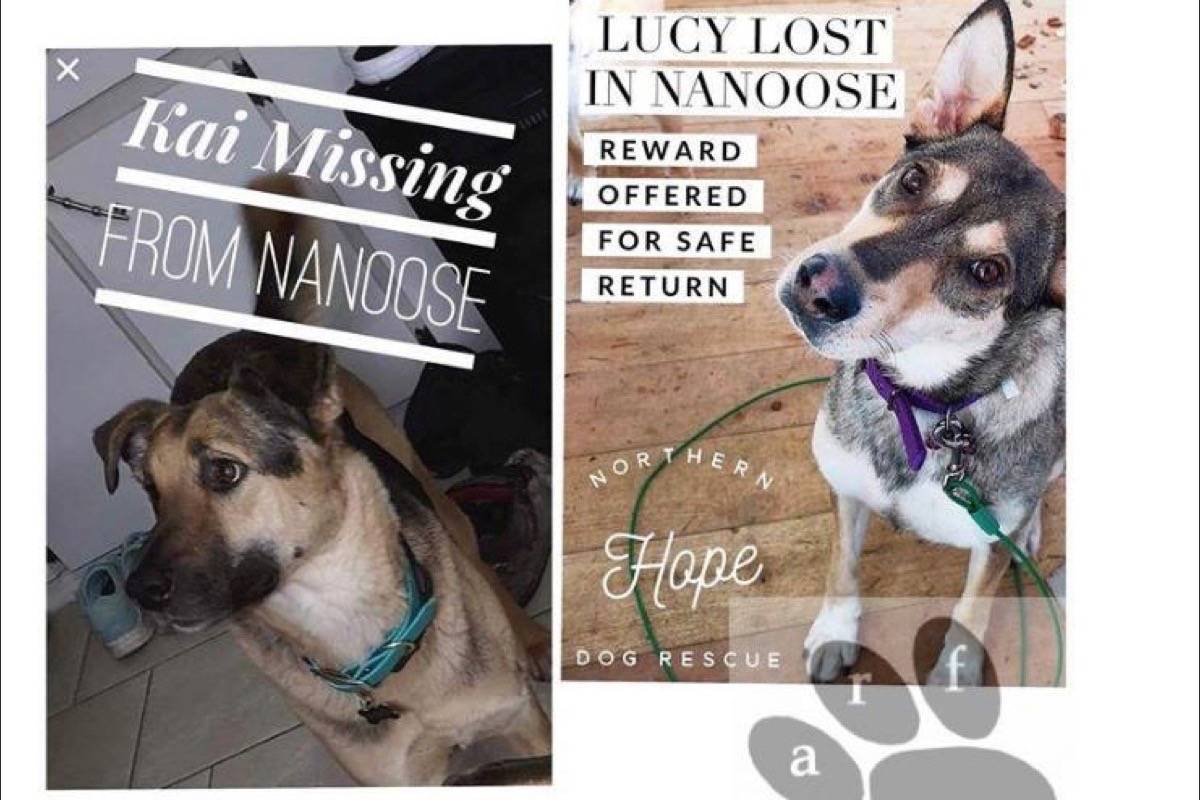 After being missing for four days, dogs Kai and Lucy, returned to their Nanoose home on Feb. 23. Their owner, Nina Zurita, suspects the animal’s were stolen from her yard on Feb. 19. - aarf.ca