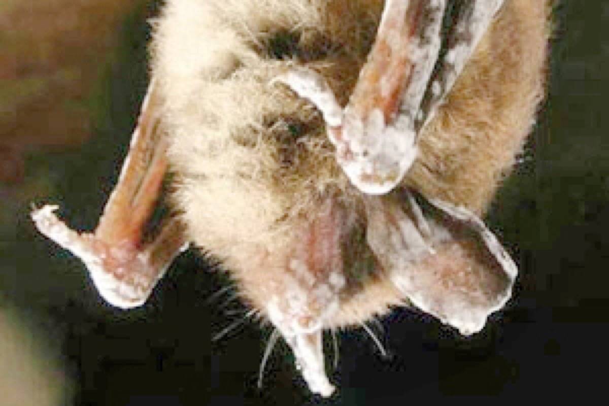 A hibernating little brown bat with signs of White-nose syndrome. (Alan Hicks photo)