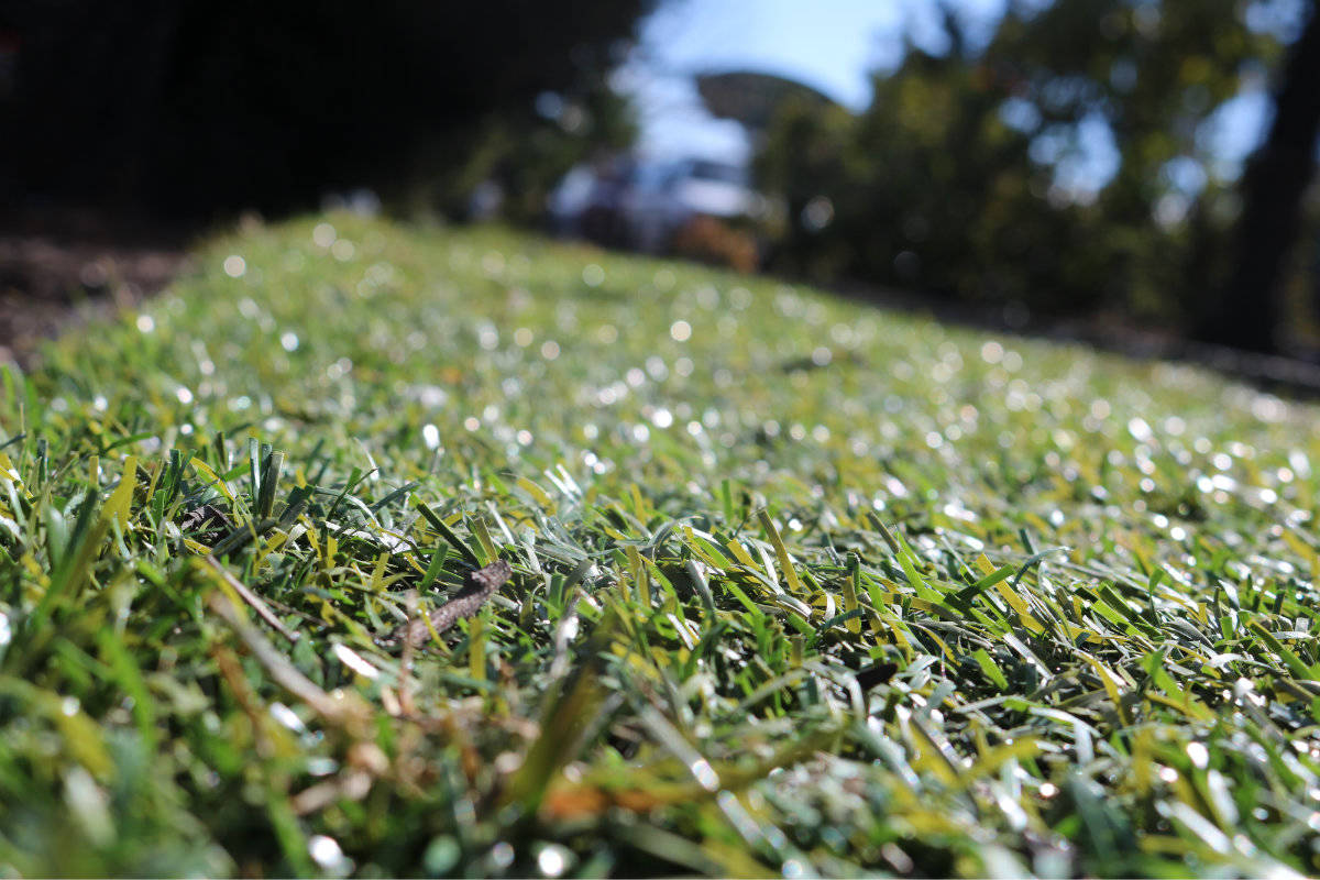 Plastic grass on Goldstream Avenue (Swikar Oli/ News staff)