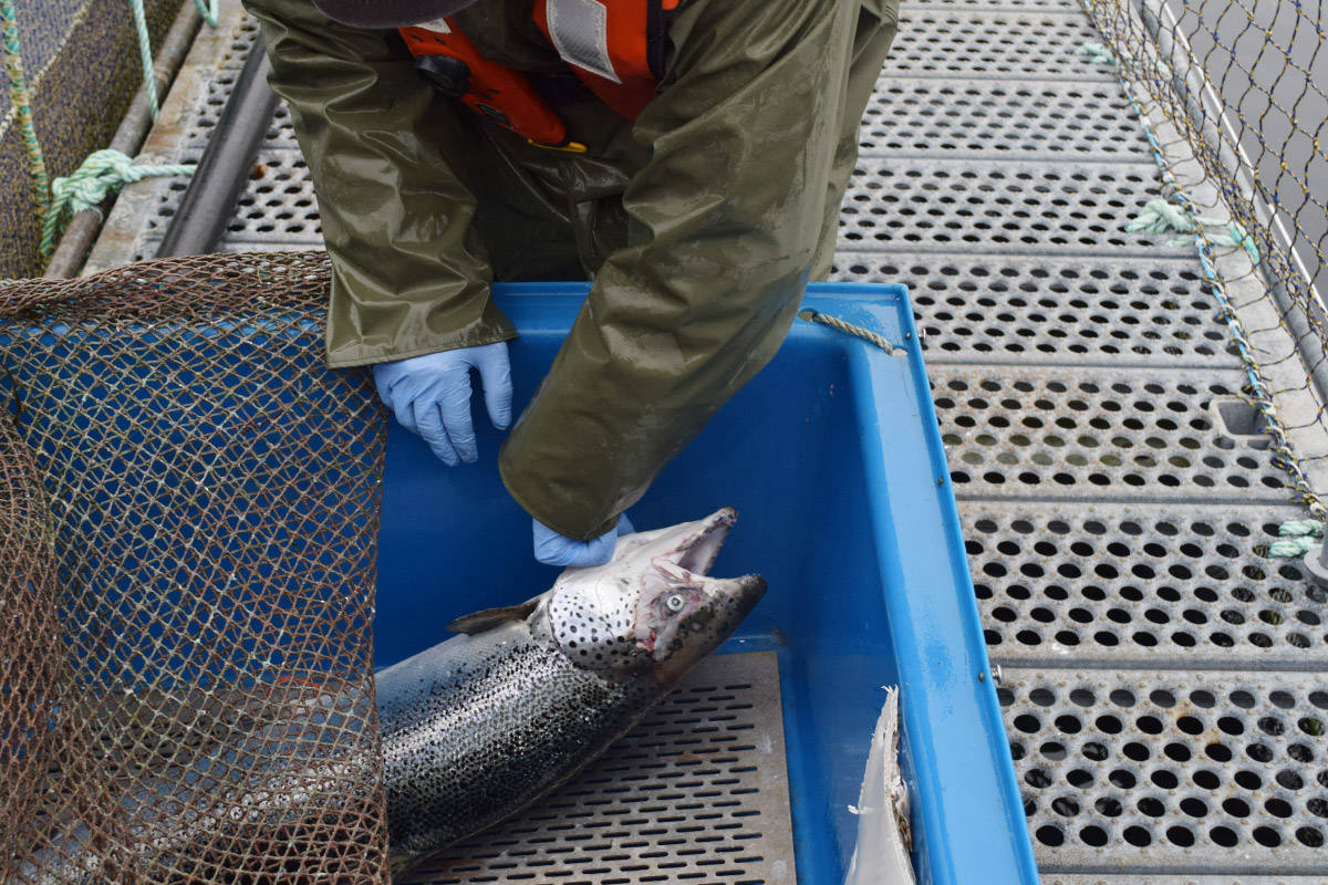 A DFO biologist at a fish farm in the Okisollo Channel, northeast of Quadra Island, on Oct. 31, 2018. File photo