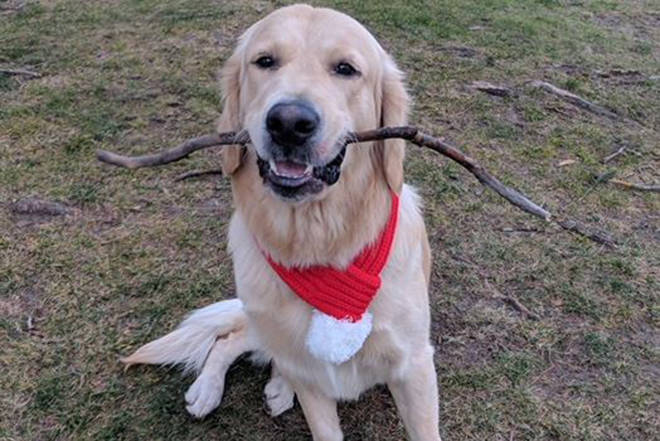 Golden retriever stolen from backyard in B.C. returned home
