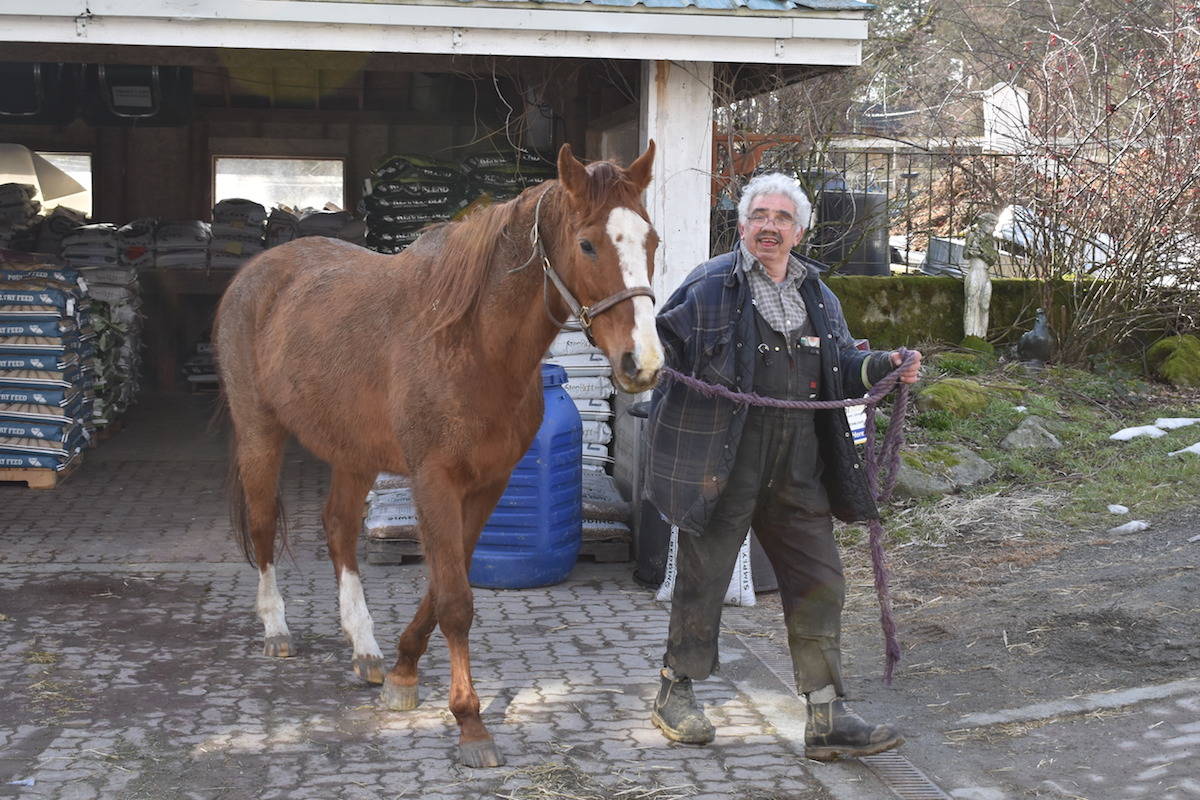 Bob Williams, a worker on the farm, leads one of the horses to pasture. (Nick Murray/News Staff)