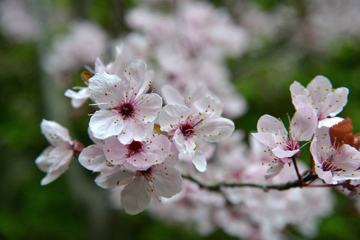 The winner of “Bloomingest” community for 2019 was Victoria, with a total of 19,948,306,872 blossoms, breaking Colwood’s five-year winning streak. (The Butchart Gardens/Facebook)