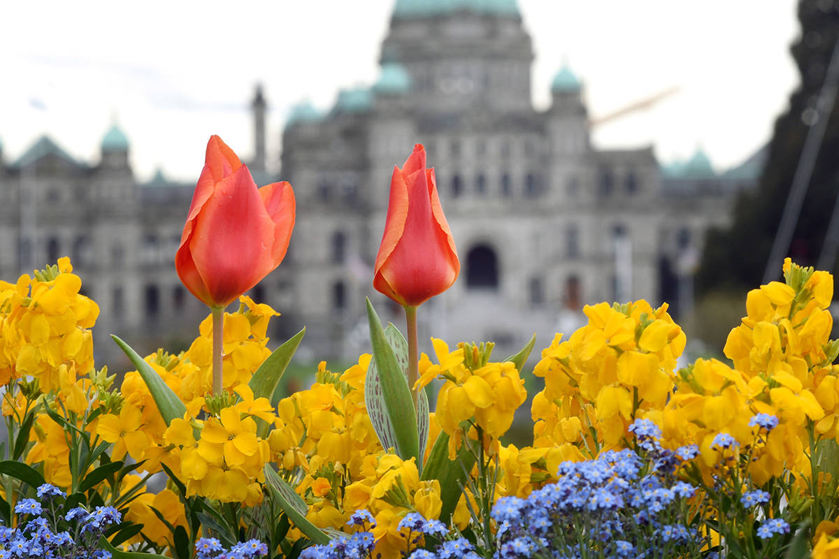 Tulips and other flowers bloom along Victoria’s Inner Harbour. (Don Denton/Black Press Media/file photo)