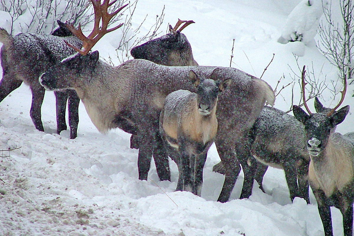Two draft agreements on B.C. Caribou protection ‘historic,’ says minister