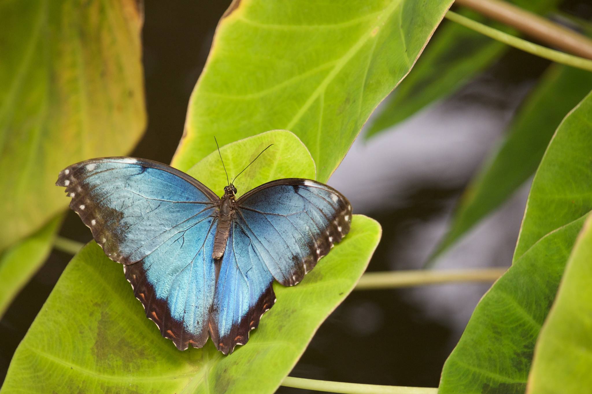 A timelapse released by the Butterfly Garden shows over 20 chrysalises with ten of the blue-winged butterflies emerging in the 30 second video. (Ashley Rich/Unsplash)