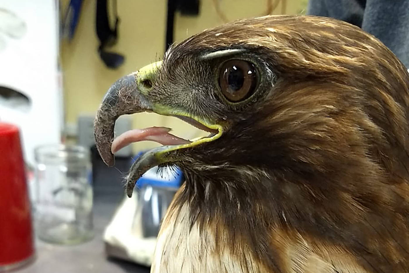 The hawk will be treated for dehydration, parasites and have his bill trimmed, filed and reshaped by Wild ARC staff. (BC SPCA)