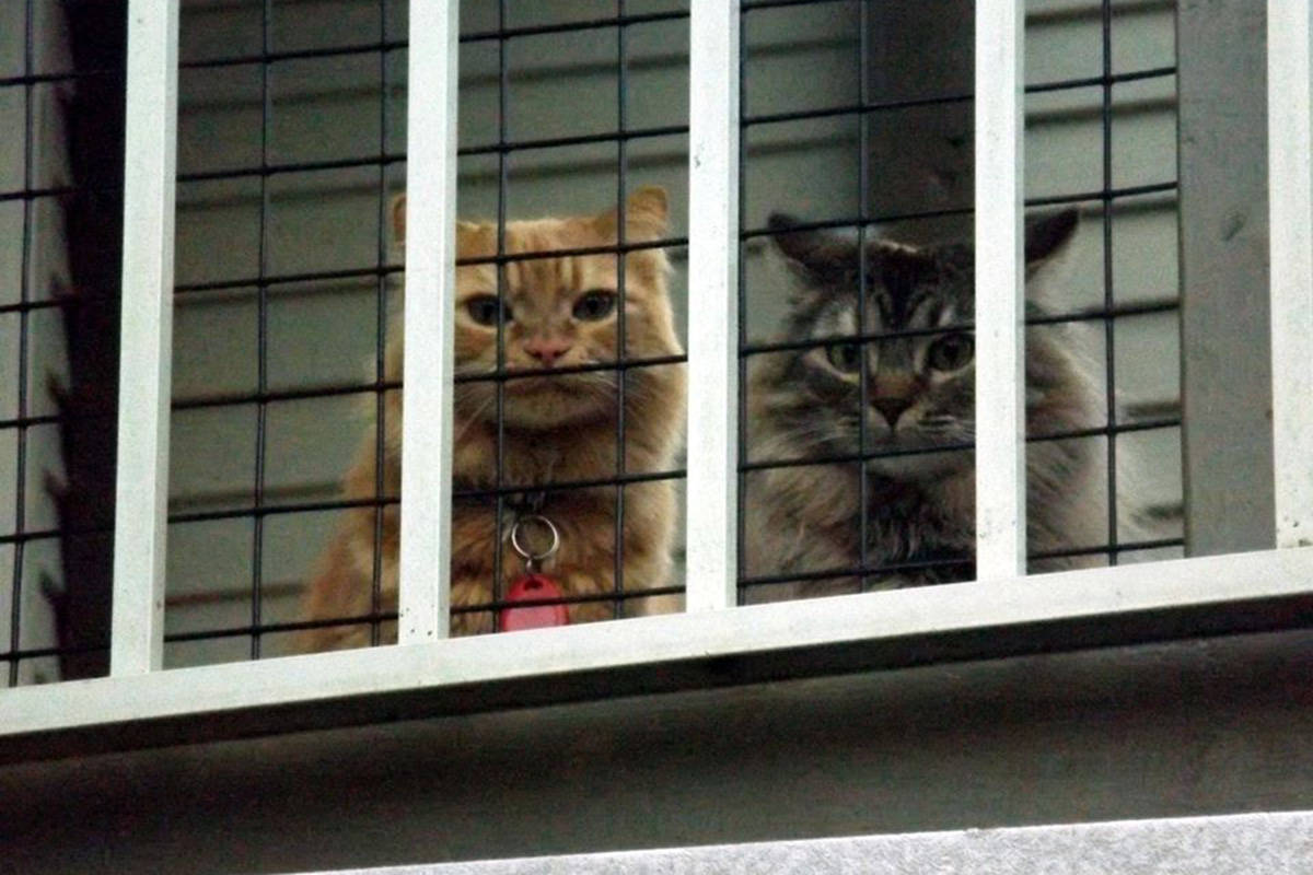 Two cats peer out from inside a “catio” created by Beautiful World Living Environments. Wild ARC says huge numbers of birds and other small creatures are injured or killed by outdoor cats. (Facebook/Beautiful World Living Environments)