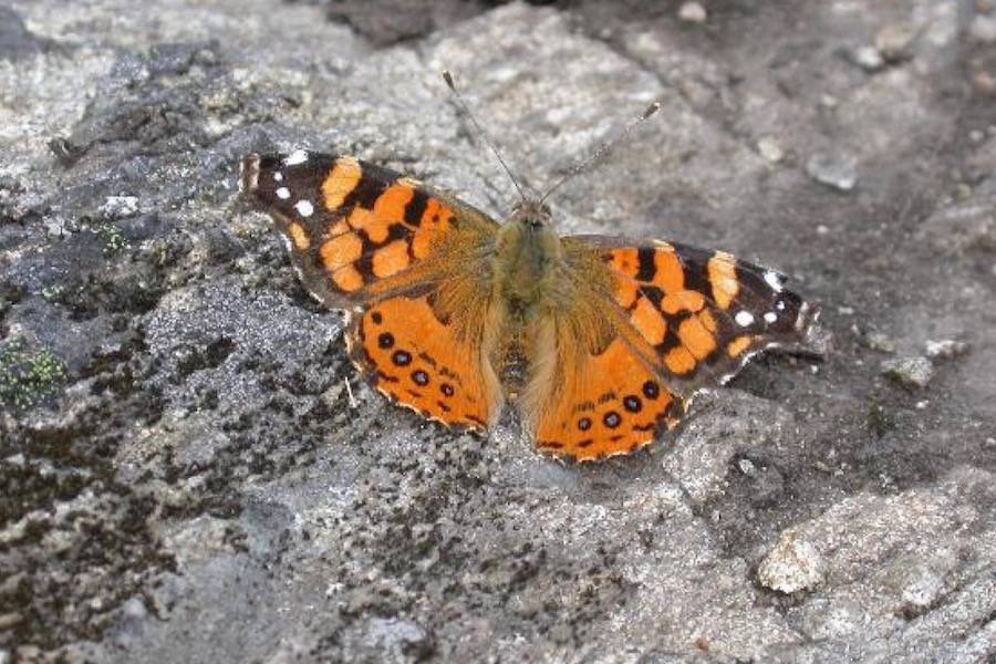 VIDEO: The ‘most cosmopolitan’ of butterflies could migrate to B.C.