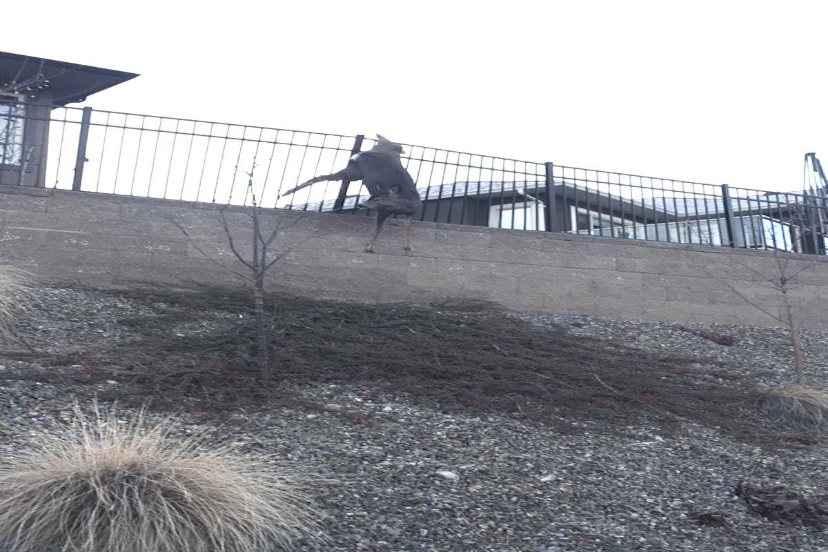Another B.C. deer dies after being impaled on wrought iron fence