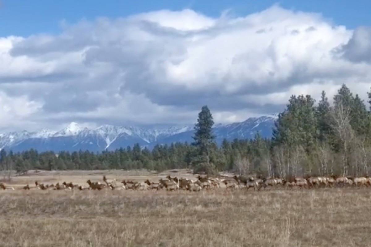 The elk herd on the move near Wycliffe. Leyland Cecco file.