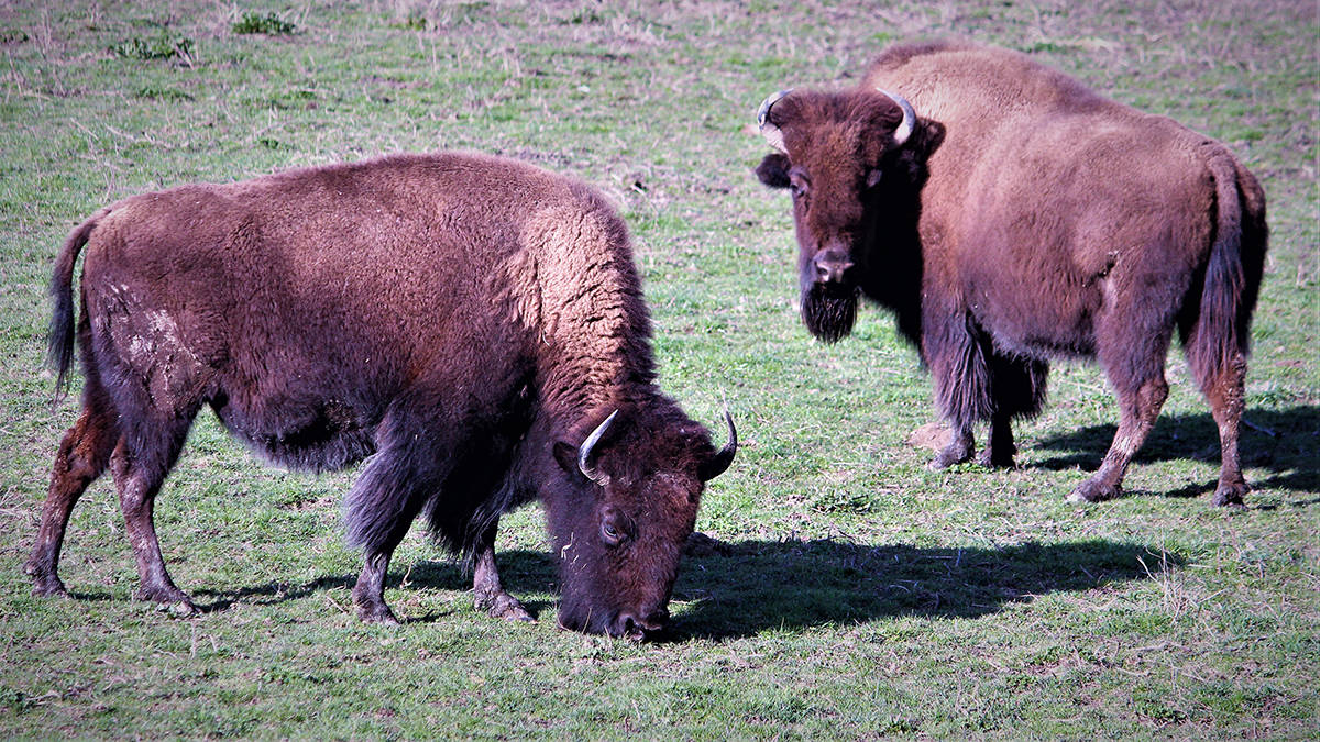 Residents of Turtle Valley are showing opposition to a plan to mix biosolids into the soil at the Turtle Valley Bison Ranch. While the ranch hopes it will improve their ability to pasture animals, residents are concerned by possible contamination of soil and water in the area. (File photo)