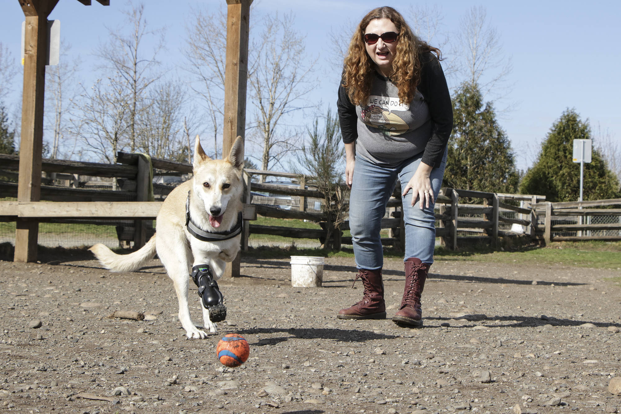 Roo chases after a ball tossed by her human Julie Horncastle at the Clearbrook off-leash dog park in Abbotsford. Roo just received a new prosthetic leg a few days ago and is still navigating life with a third leg. Dustin Godfrey/Abbotsford News