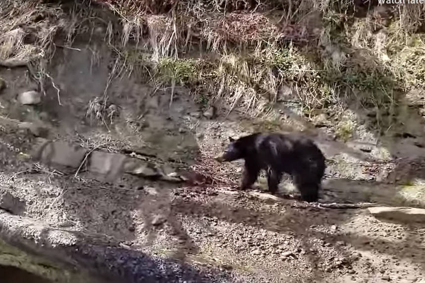 Couple leaves picnic as uninvited bear moves in