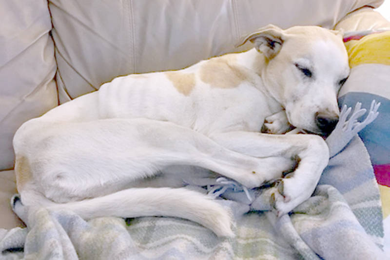 After being rescued, Stellar was emaciated, but otherwise okay. (Submitted photo)