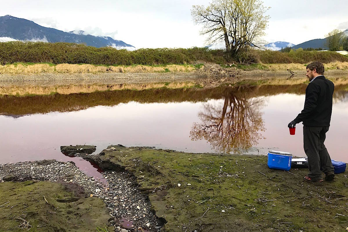 Steve Clegg, City of Chilliwack environmental services specialist, testing water samples at the Camp Slough.