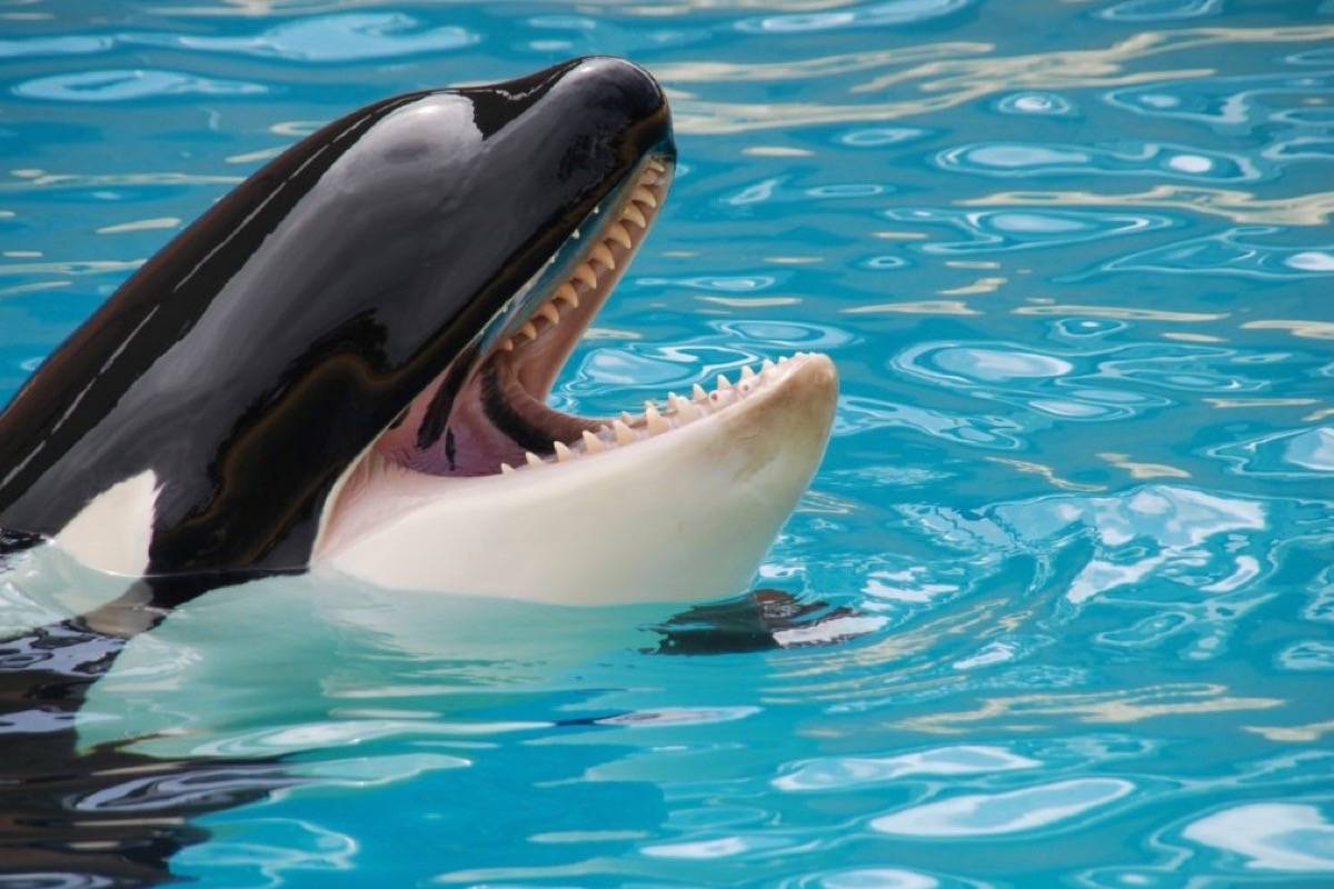 MPs have voted in favour of Bill S-203, also known as the ‘Free Willy’ bill. Photo supplied
